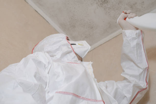 Attic Mold Removal in Nashua, IA