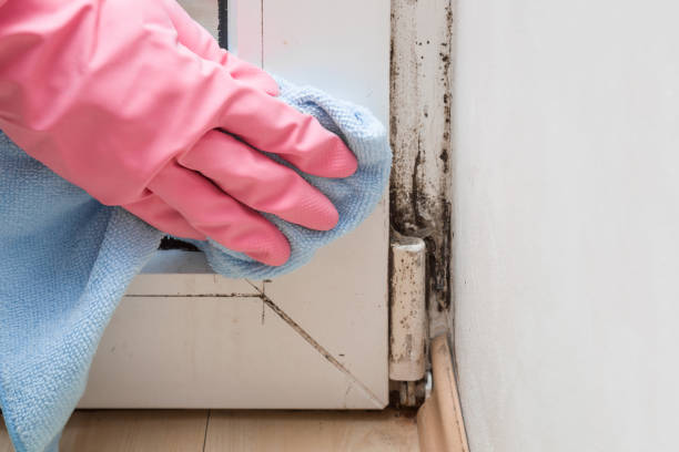 Office Mold Removal Services in Nashua, IA